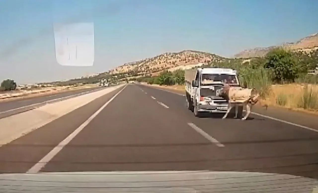 KAHTA İLÇESİNDE KAMYONETİN EŞEĞE ÇARPMA ANLARI ARAÇ KAMERASINA SANİYE SANİYE YANSIDI