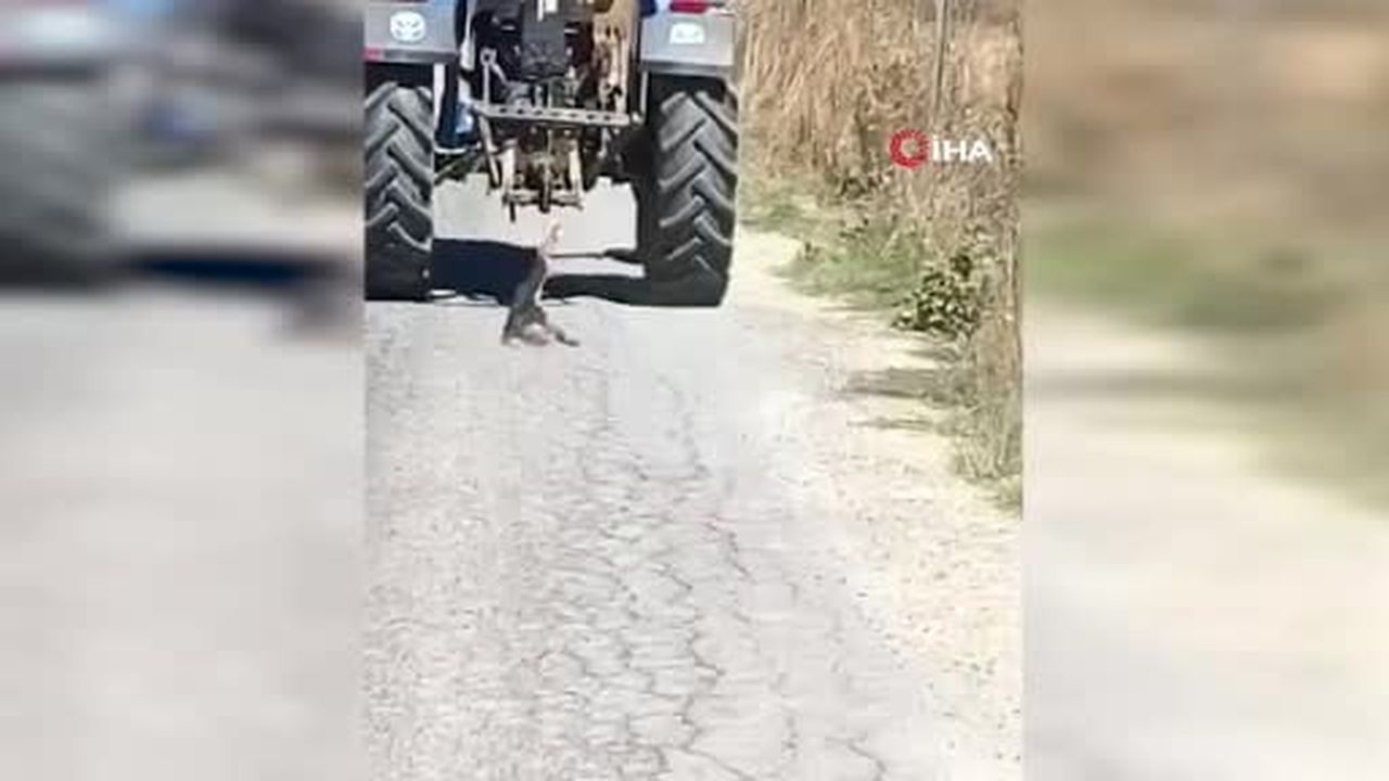 Köpeğe işkence eden şahıs hakkında işlem başlatıldı