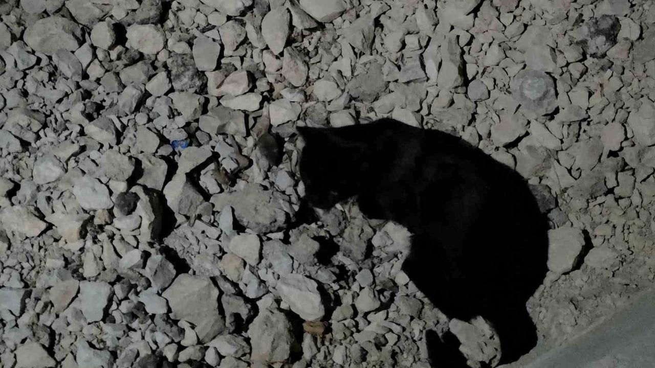 VAN GÖLÜ SAHİLİNDE BİR KEDİNİN YAKALADIĞI FAREYİ HEMEN YEMEK YERİNE SAATLERCE ONUNLA OYNAMASI...