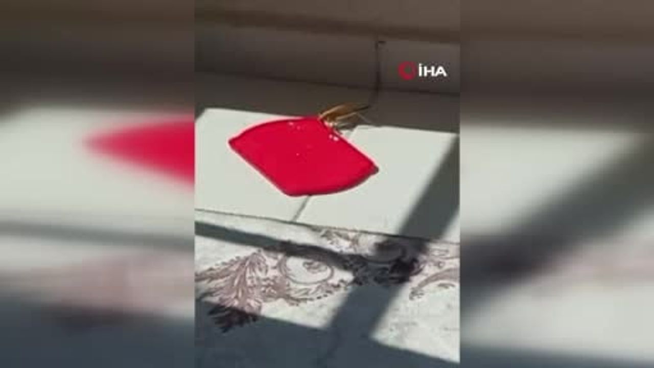 Burdur'da dev çekirgeyi kapta su ile besledi: O anlar kamerada