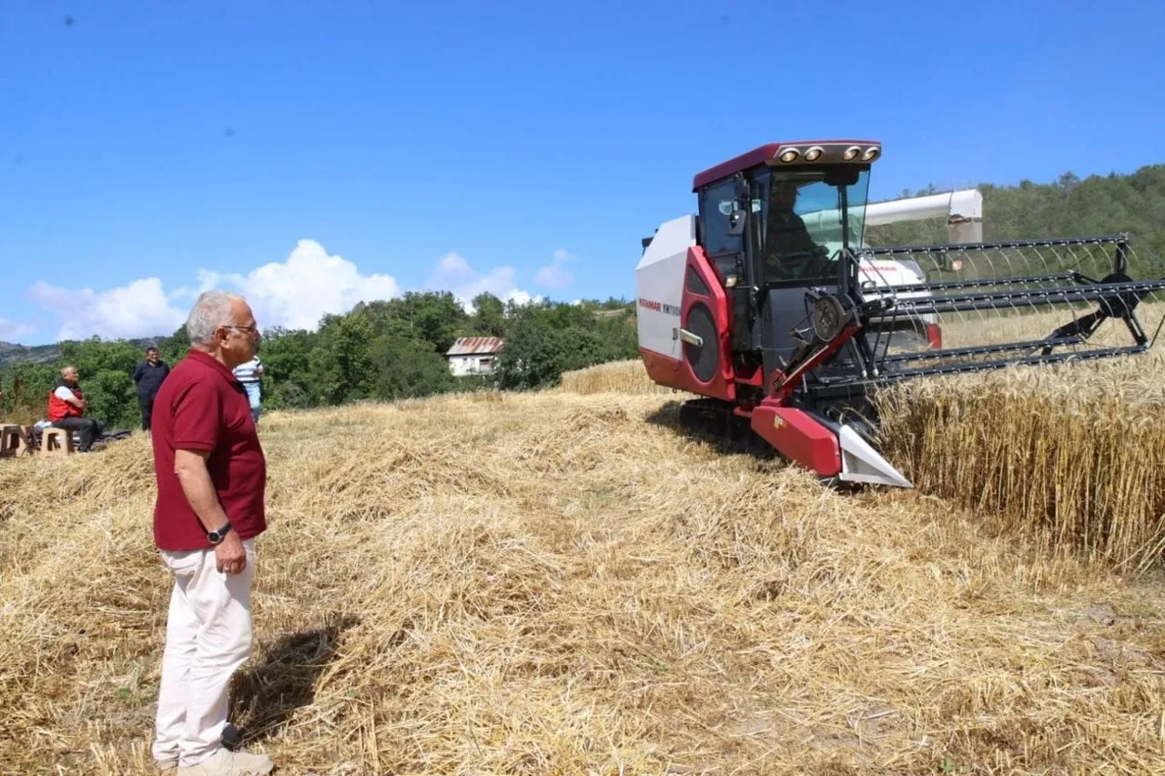 BUĞDAY HASADINA ORDU BÜYÜKŞEHİR BELEDİYE BAŞKANI DR. MEHMET HİLMİ GÜLER DE KATILDI