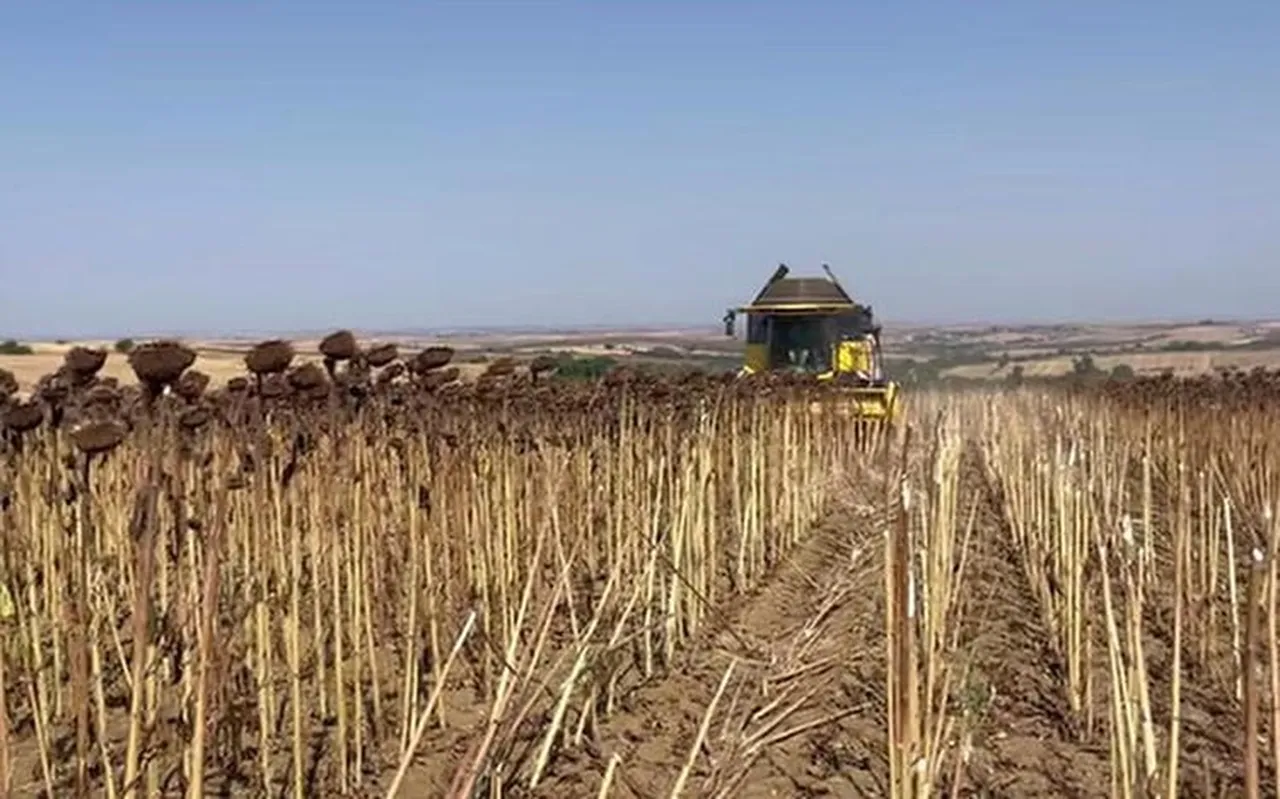 HAYRABOLU İLÇESİNDE AYÇİÇEĞİ HASADI BAŞLADI
