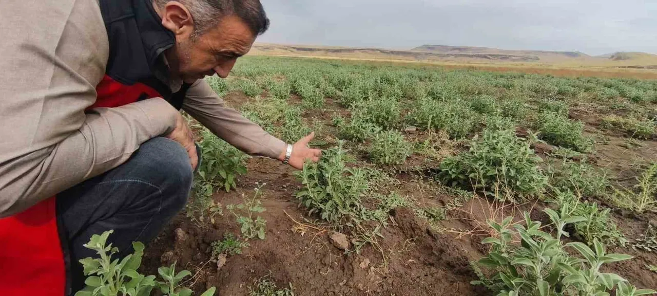 AĞRI'NIN PATNOS İLÇESİNE BAĞLI YÜREKVEREN KÖYÜNDE YAŞAYAN EMEKLİ MÜTEAHHİT KASIM ASLAN...