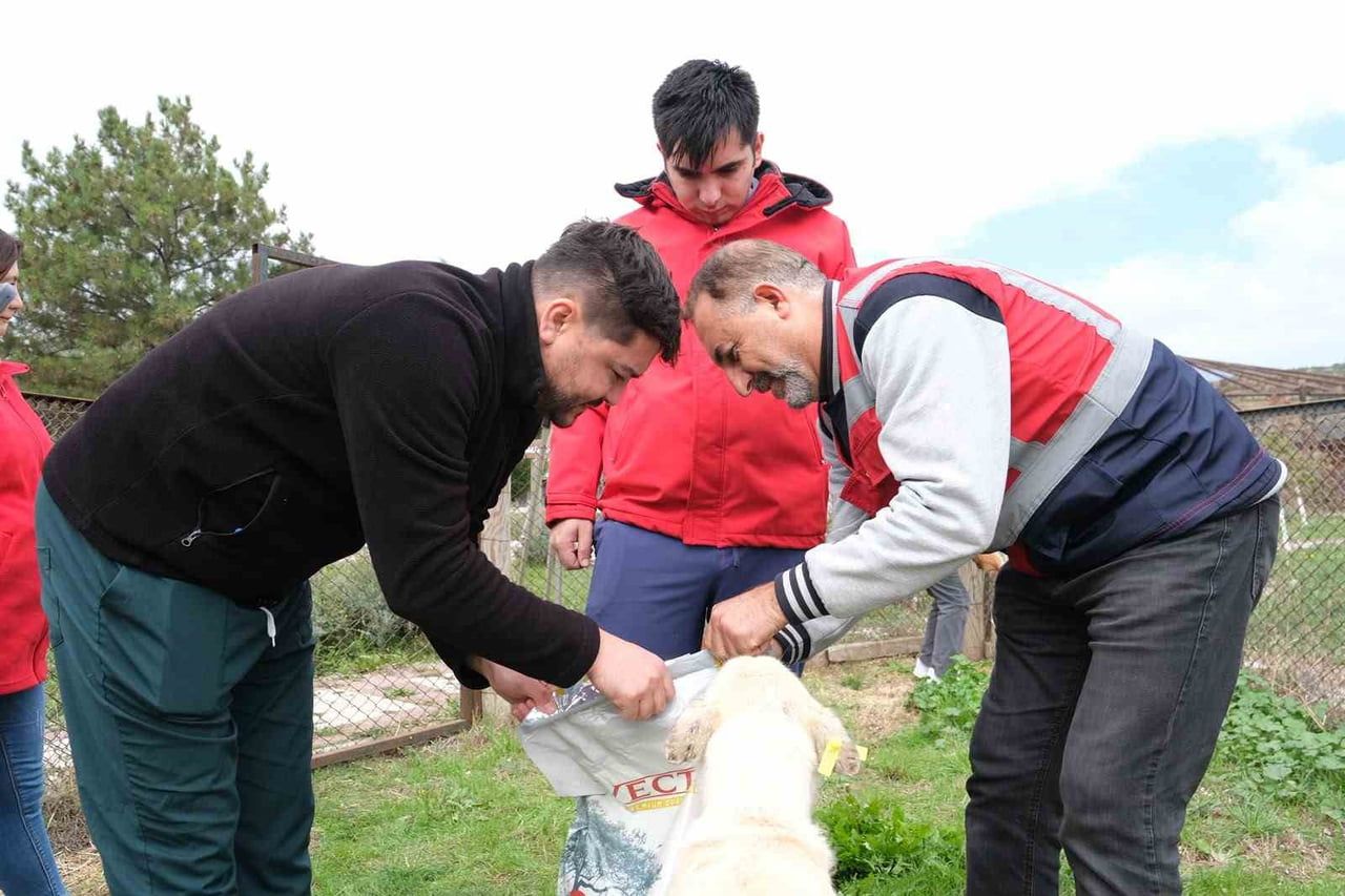 KÜTAHYA'DA SAHİPSİZ HAYVANLARA MAMA DESTEĞİ