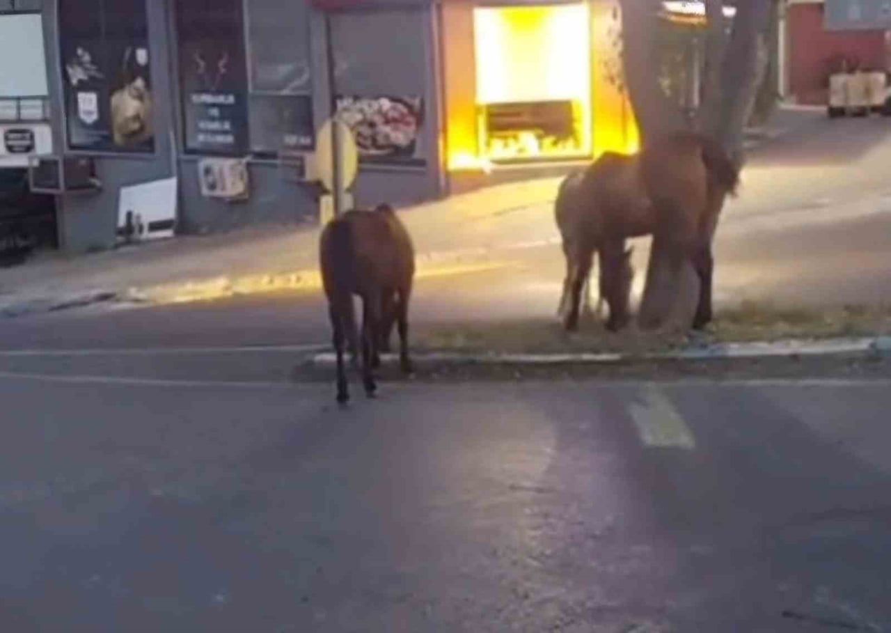TEKİRDAĞ'IN SÜLEYMANPAŞA İLÇESİNDE ŞEHİR MERKEZİNE KADAR İNEN BAŞIBOŞ ATLAR, ORTA REFÜJDE OTLARKEN...