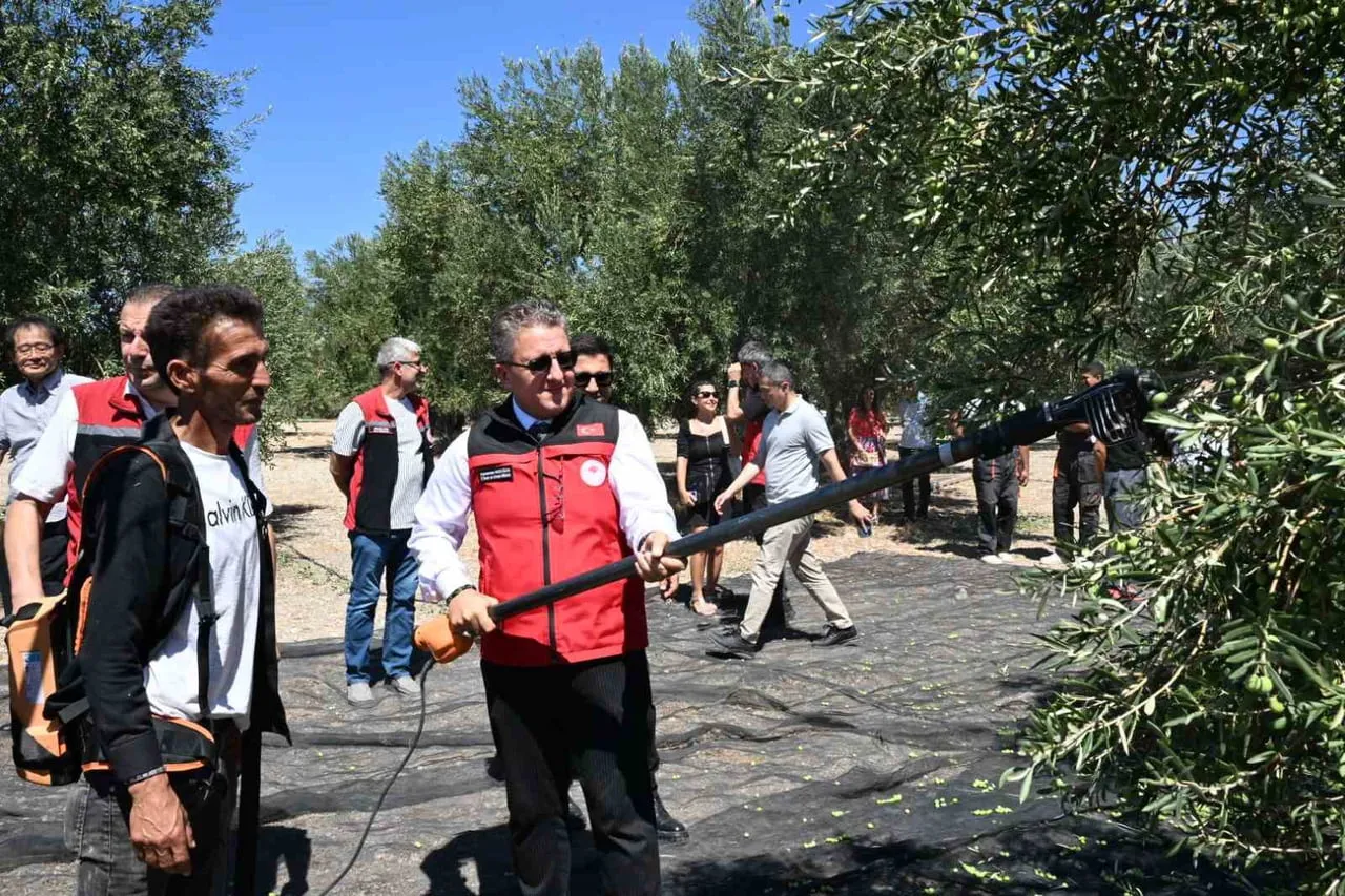 TÜRKİYE’DE SEZONUN İLK ZEYTİN HASADI İZMİR’İN DİKİLİ İLÇESİNDE...