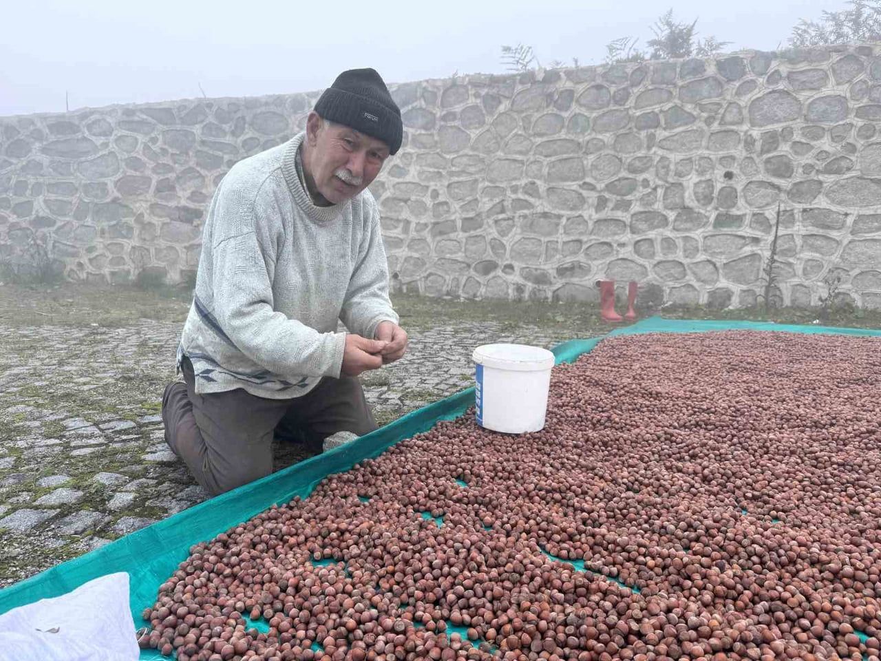 GİRESUN’DA FINDIK HASADINI TAMAMLAYAN ÜRETİCİLER, YAĞIŞLI HAVA NEDENİYLE ÜRÜNLERİNİ KURUTMAKTA...