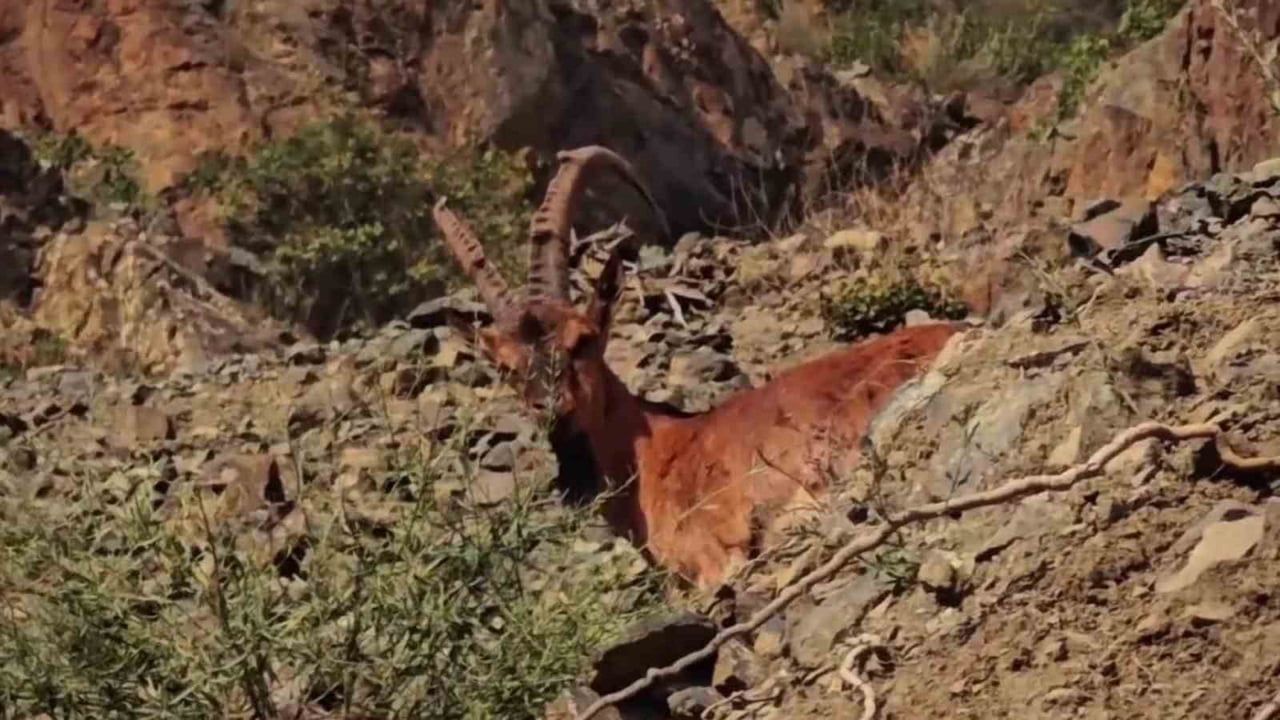 ERZURUM’UN TORTUM İLÇESİNDE, YABAN HAYATININ ÖNEMLİ TÜRLERİ ARASINDA YER ALAN DAĞ KEÇİLERİ...