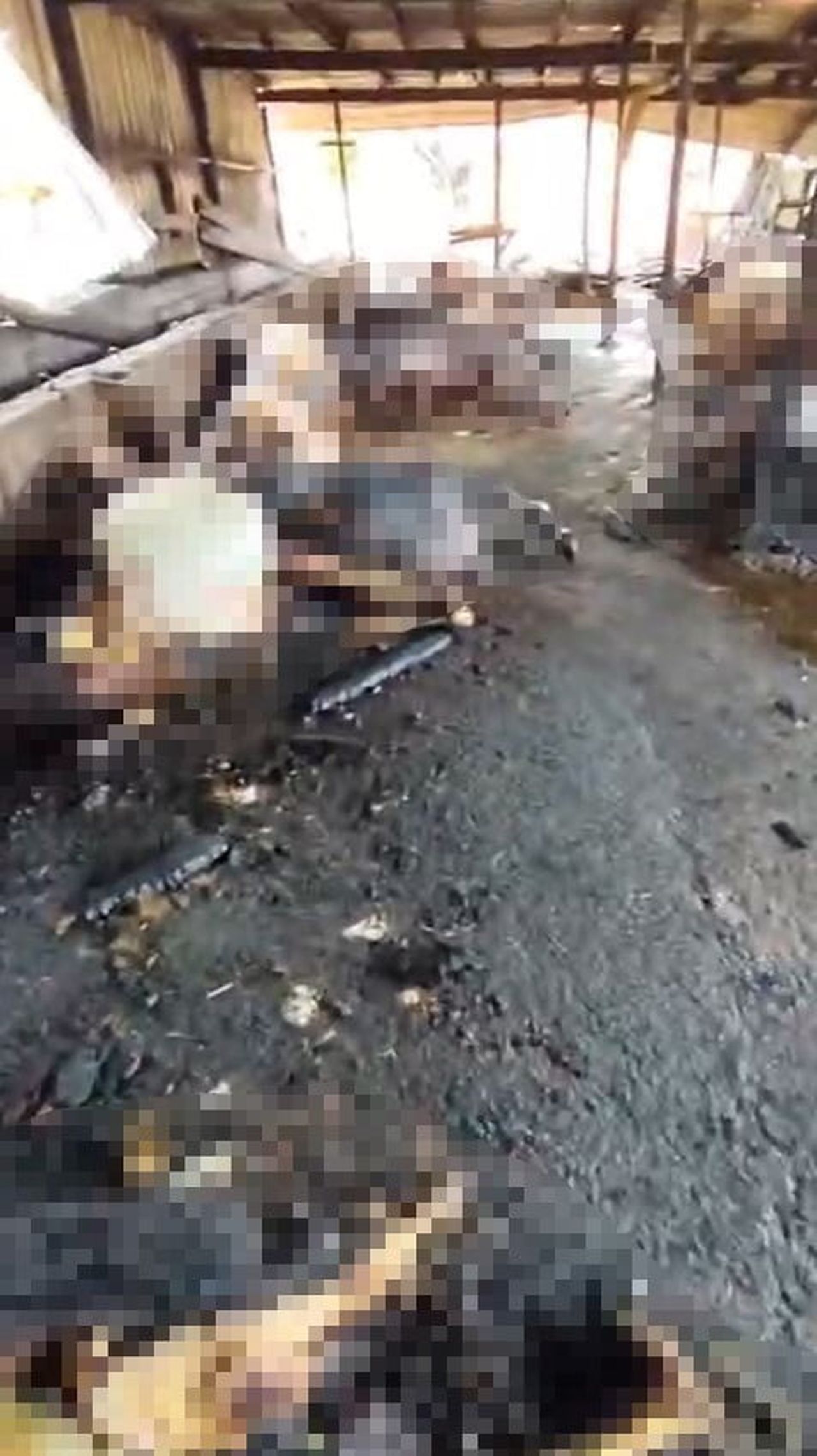 İSTANBUL’UN SİLİVRİ İLÇESİNDE BİR AHIRDA ÇIKAN YANGINDA, 14’Ü GEBE OLMAK ÜZERE TOPLAM 24 BÜYÜKBAŞ...