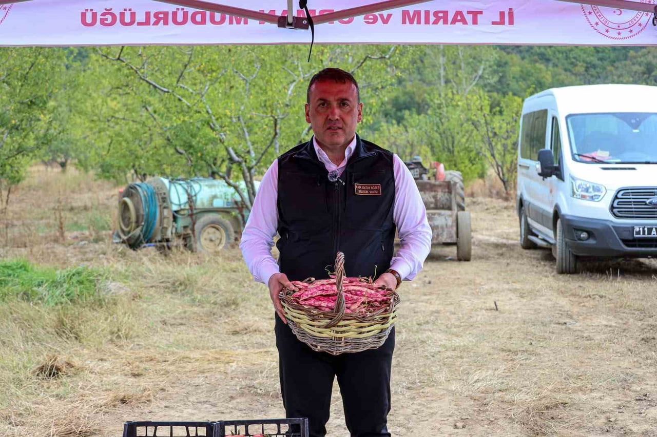 BİLECİK'TE HER YIL 4 BİN 500 TON TAZE BARBUNYA HASADI YAPILIYOR