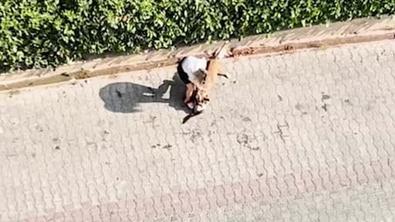 Adana’da kediyi parçalayan Pitbull’un sahibine 95 bin lira ceza