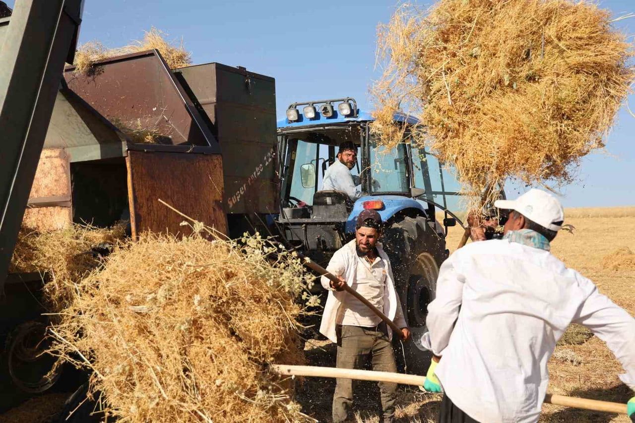 DİYARBAKIR’IN SİLVAN İLÇESİNDE YÜKSEK SICAKLIĞA RAĞMEN HASAT SÜRÜYOR