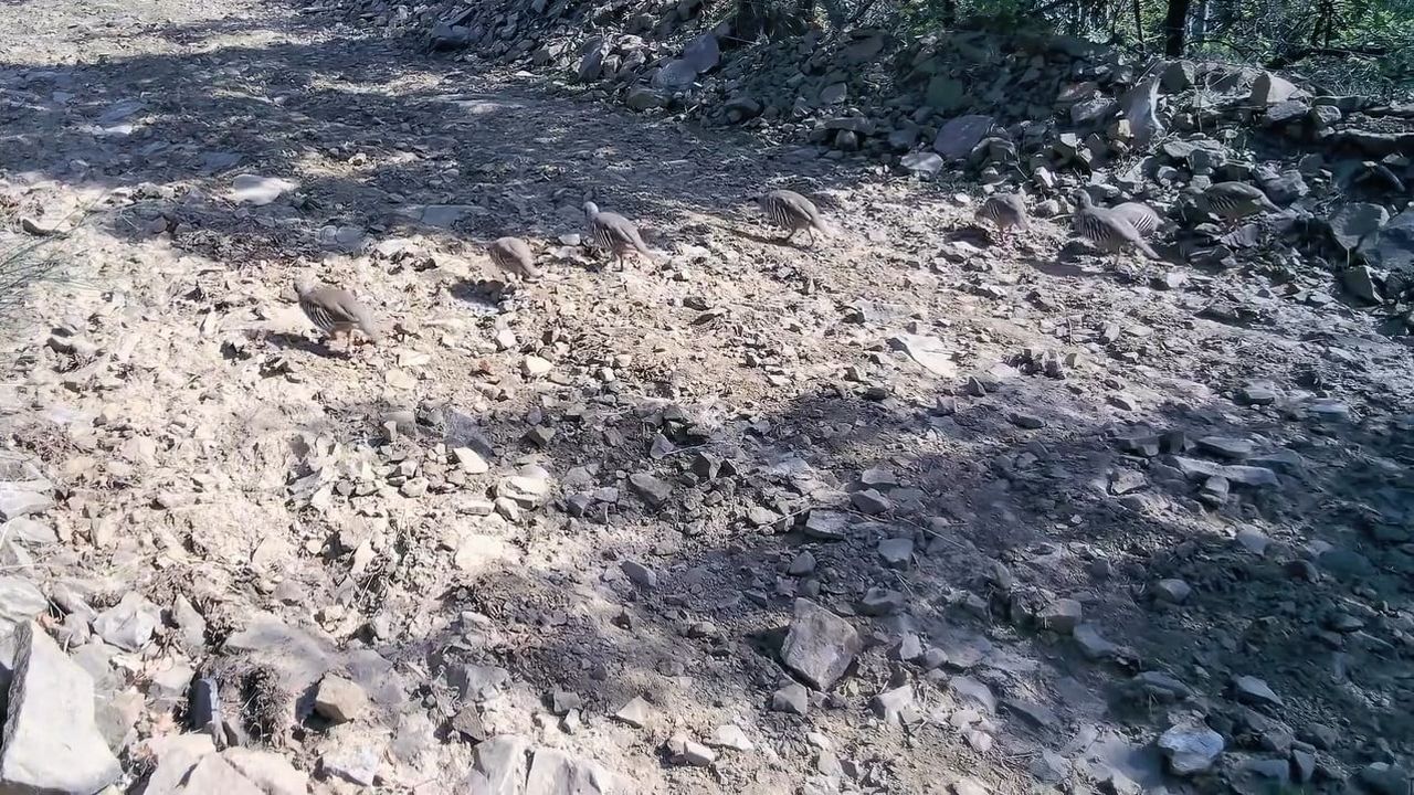 TEKİRDAĞ'IN DOĞAL GÜZELLİKLERİYLE ÖNE ÇIKAN GANOS DAĞLARI'NDA YAŞAYAN KEKLİK SÜRÜSÜ, FOTOKAPAN...