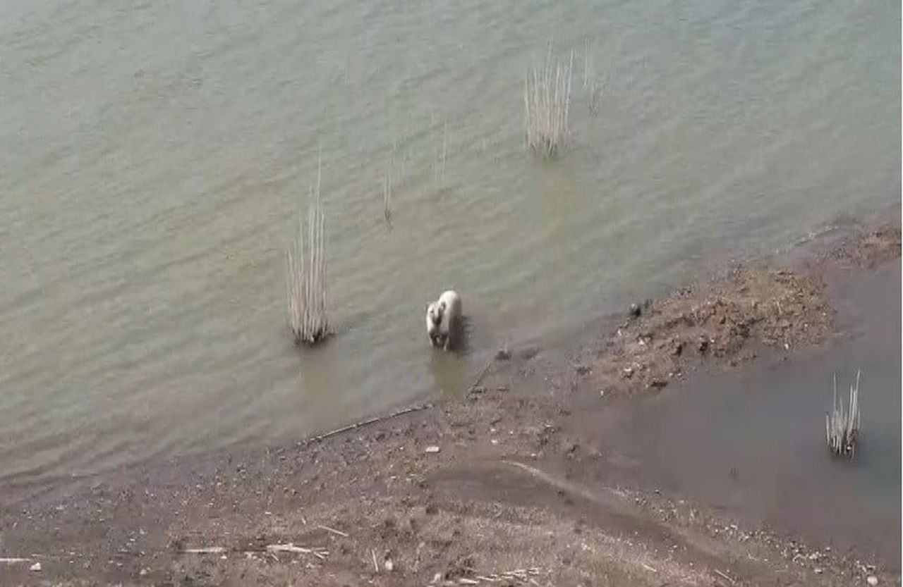 AŞIRI SICAKTAN BUNALAN KÖPEKLERİN BARAJ KEYFİ