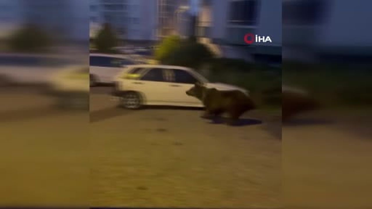 Kızılcahamam'da ayılar ilçe sokaklarına indi