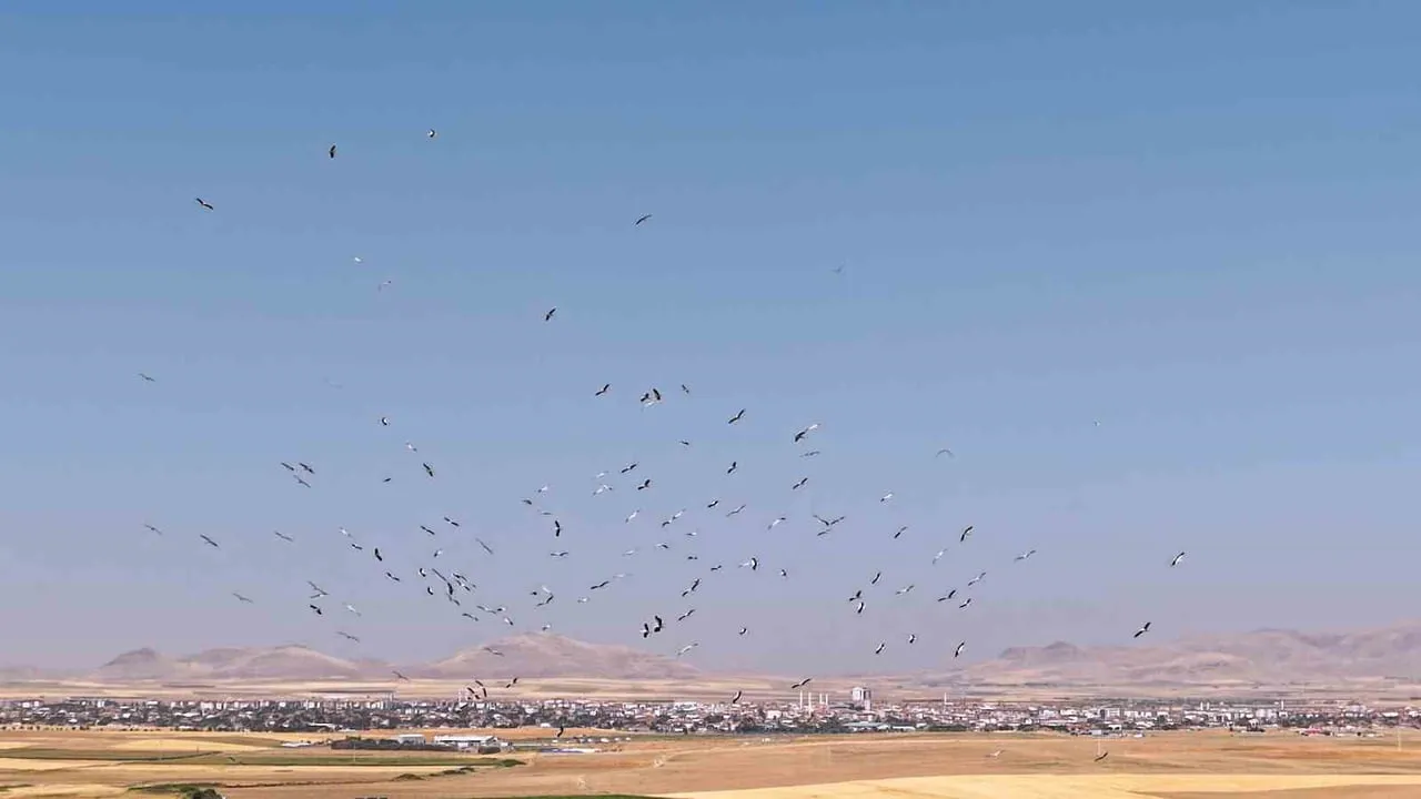 KONYA’NIN KULU İLÇESİNDE BULUNAN DÜDEN GÖLÜ’NDE KONAKLAYAN LEYLEKLERİN GÖKYÜZÜNDEKİ HAREKETLİLİĞİ...