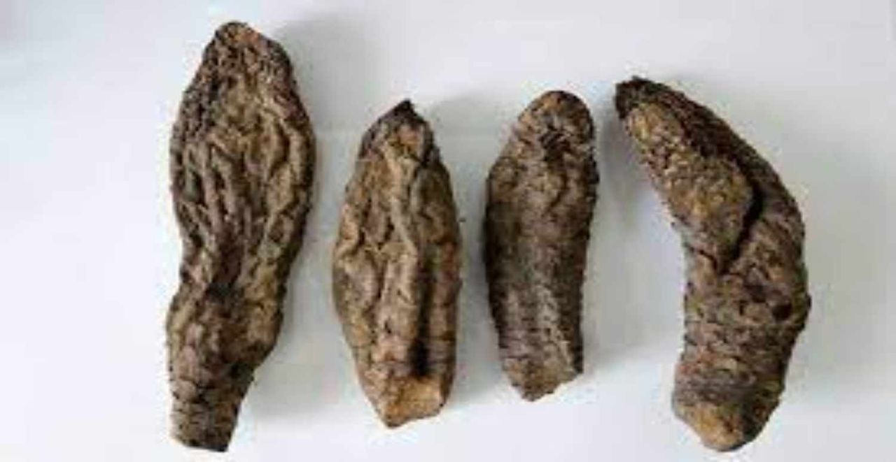 Cistanche Kabuğu