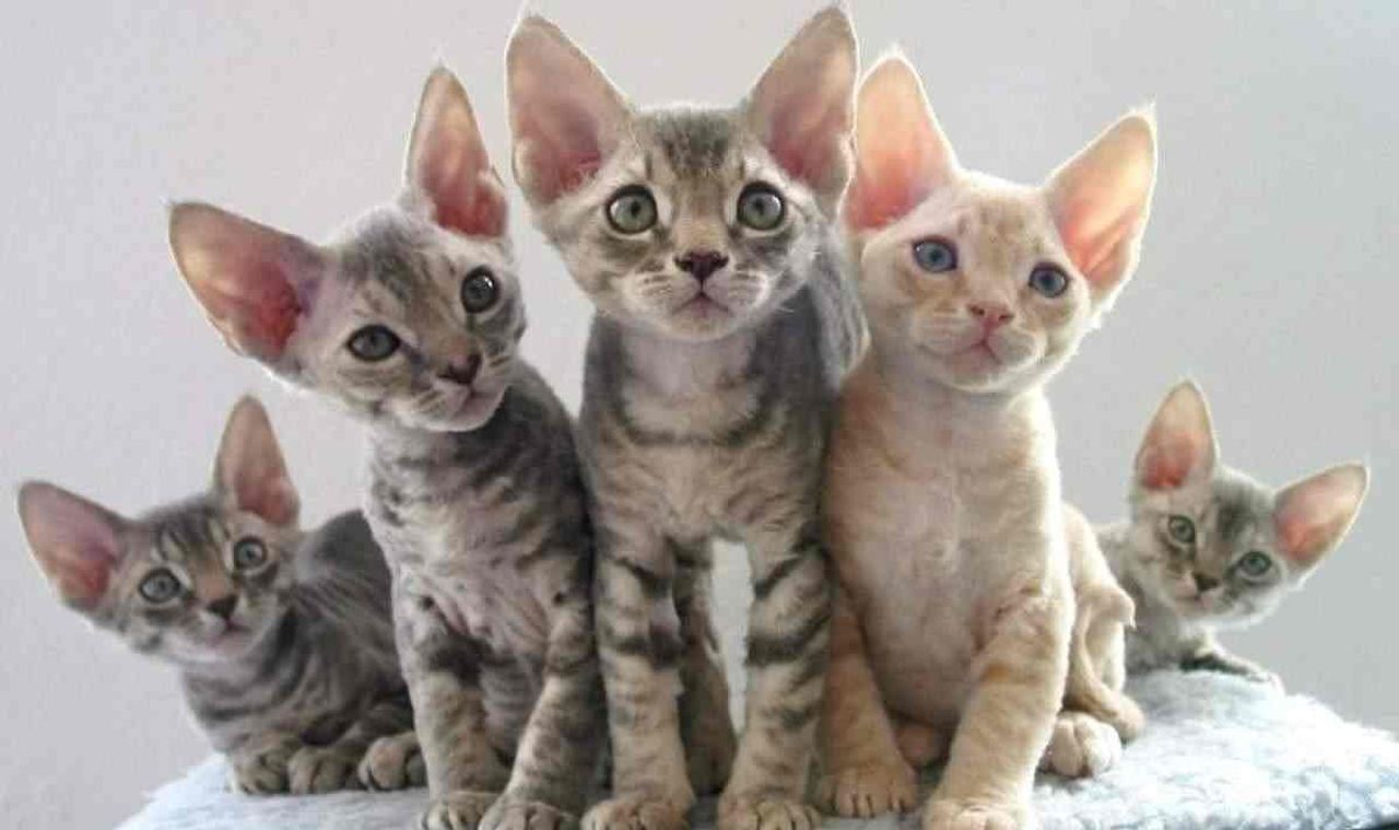 Cornish Rex