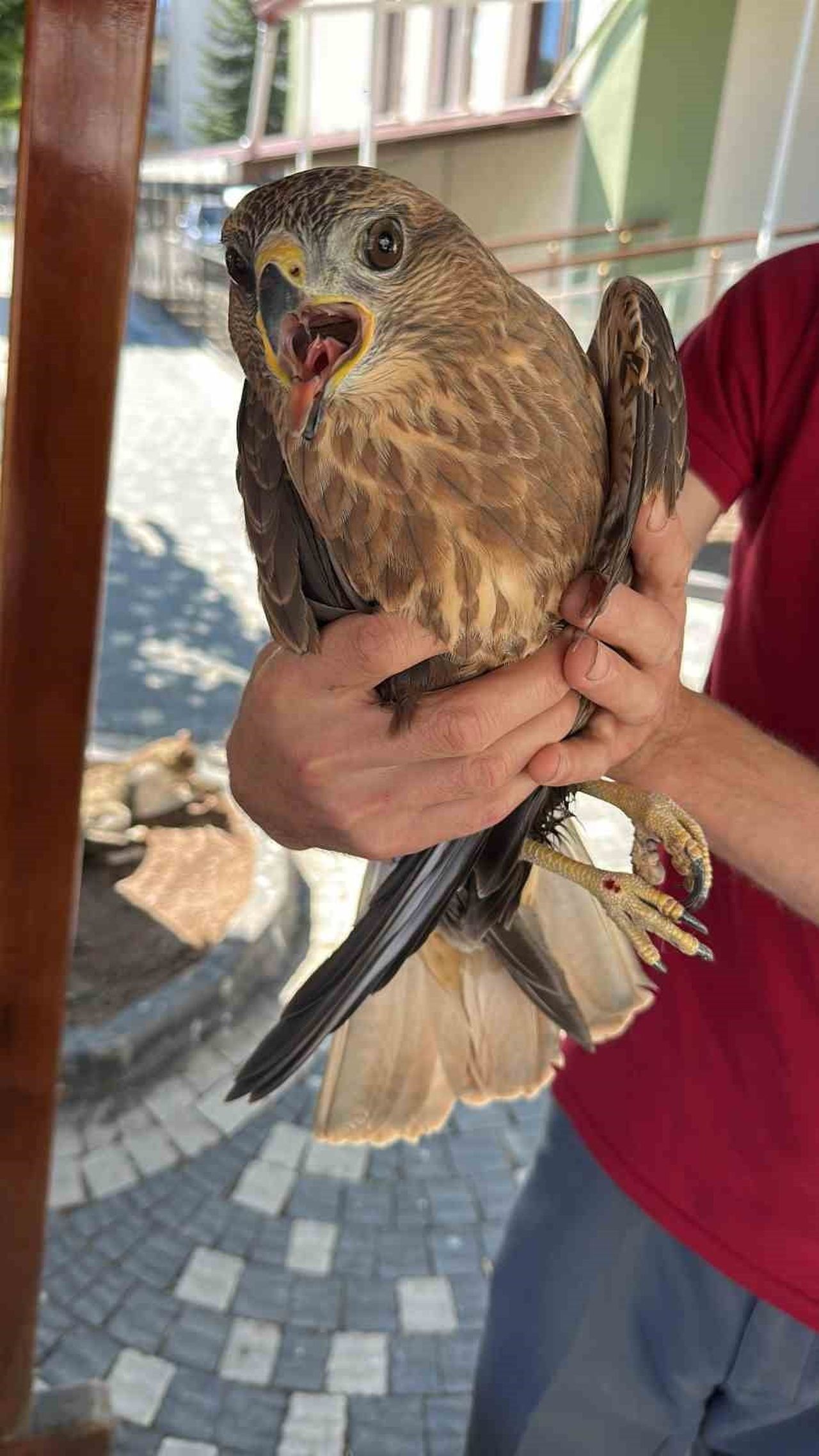 KASTAMONU'NUN İHSANGAZİ İLÇESİNDE BİR VATANDAŞ TARAFINDAN YARALI HALDE BULUNAN KUŞ TEDAVİ ALTINA...