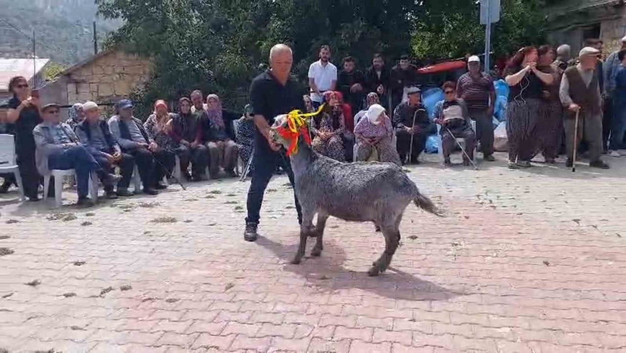 6 KEÇİNİN KATILDIĞI YARIŞMADA ABDULLAH BOL'UN KEÇİSİ 40 PUANLA BİRİNCİ OLDU