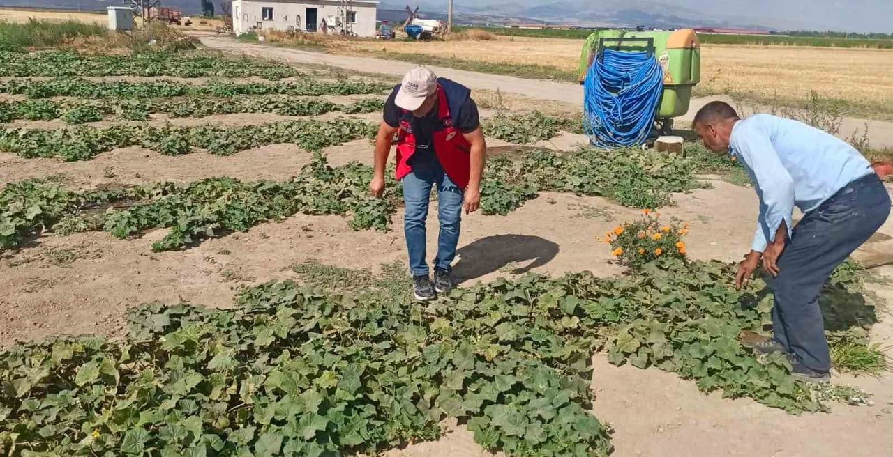 AFYONKARAHİSAR’DA TARIMSAL ÜRETİMİN MEVCUT DURUMUNUN DEĞERLENDİRİLMESİ, ÜRÜN VERİM VE REKOLTE...