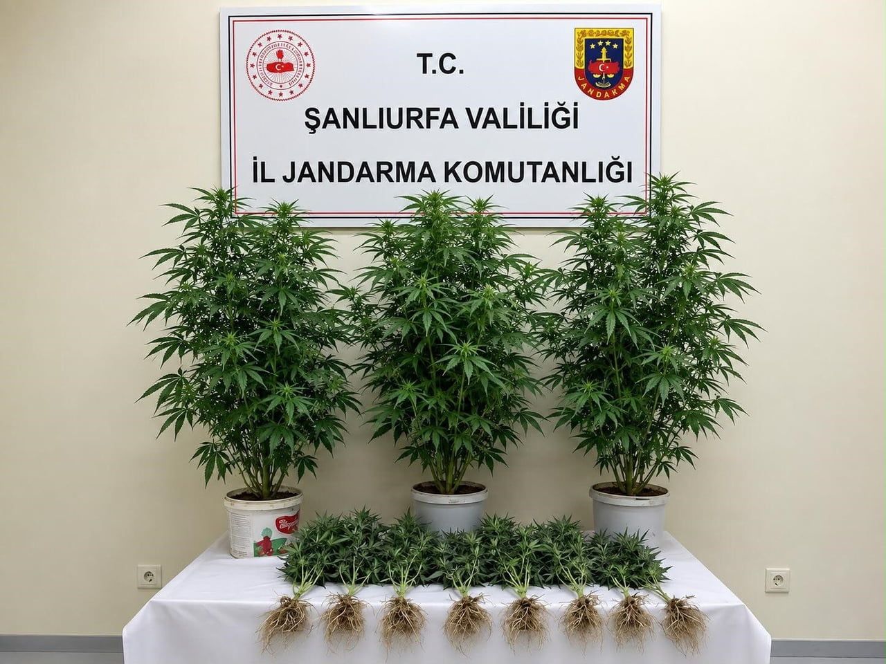 BOZOVA’DA 13 KENEVİR BİTKİSİ ELE GEÇİRİLDİ