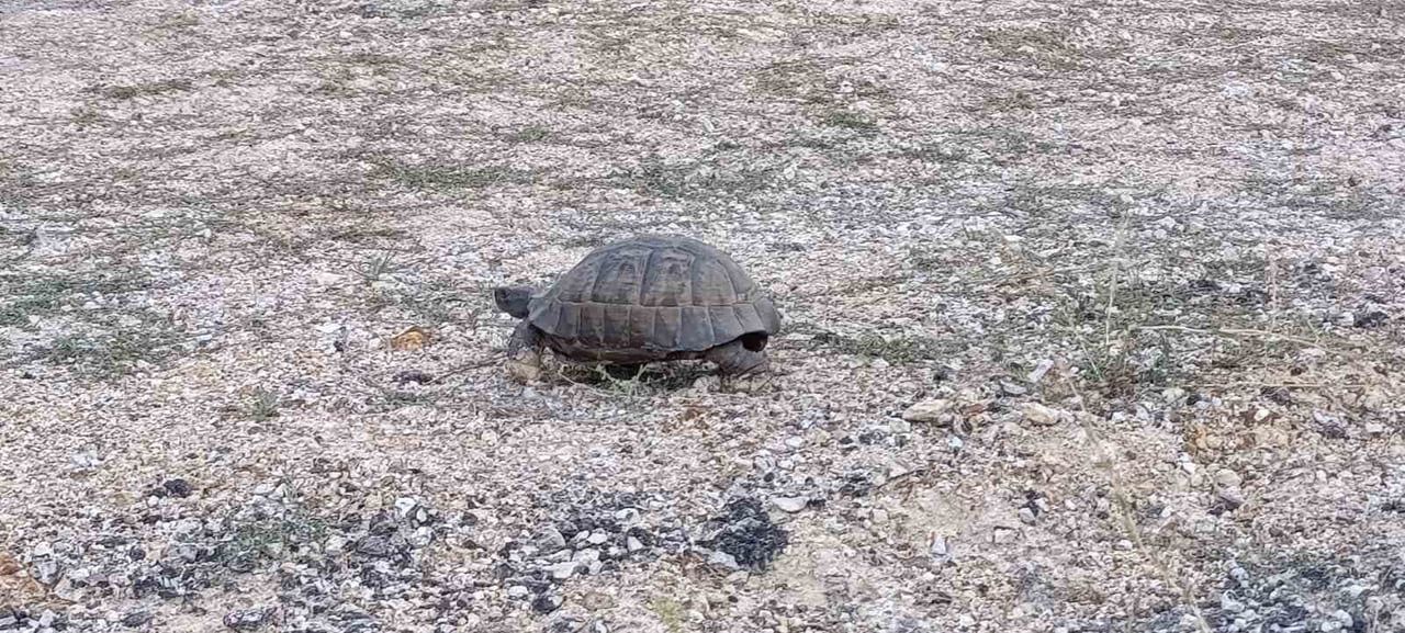 MALATYA’NIN ARAPGİR-ARGUVAN KARAYOLUNDA YOLA ÇIKAN KAPLUMBAĞANIN GÜVENLİ ŞEKİLDE KARŞIYA GEÇMESİ...