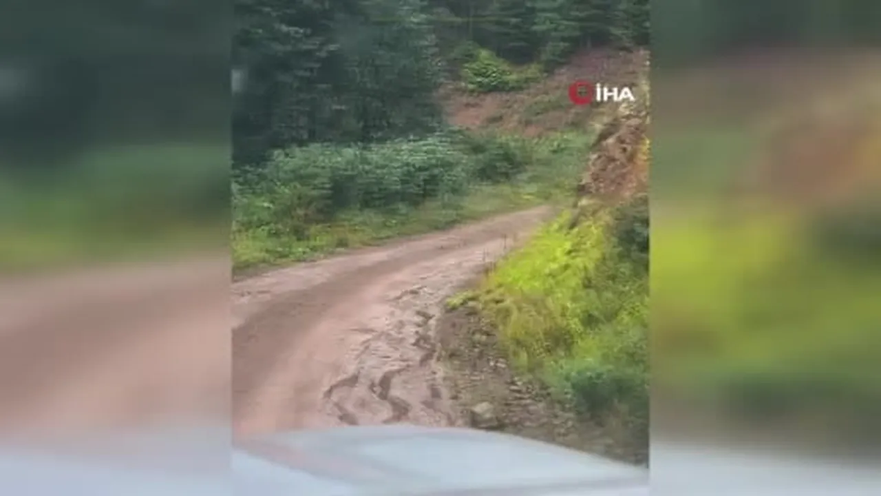 Ormanda sürpriz karşılaşma: Biri yavrularıyla kaçtı, diğeri izledi