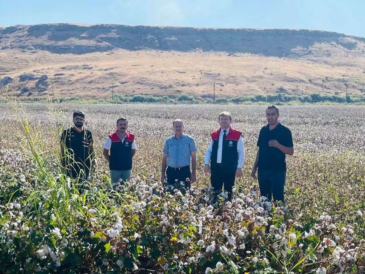 ŞIRNAK’IN CİZRE İLÇESİNDE PAMUK HASADI BAŞLADI. İLÇE TARIM VE ORMAN MÜDÜRLÜĞÜ EKİPLERİ, ÜRÜN...