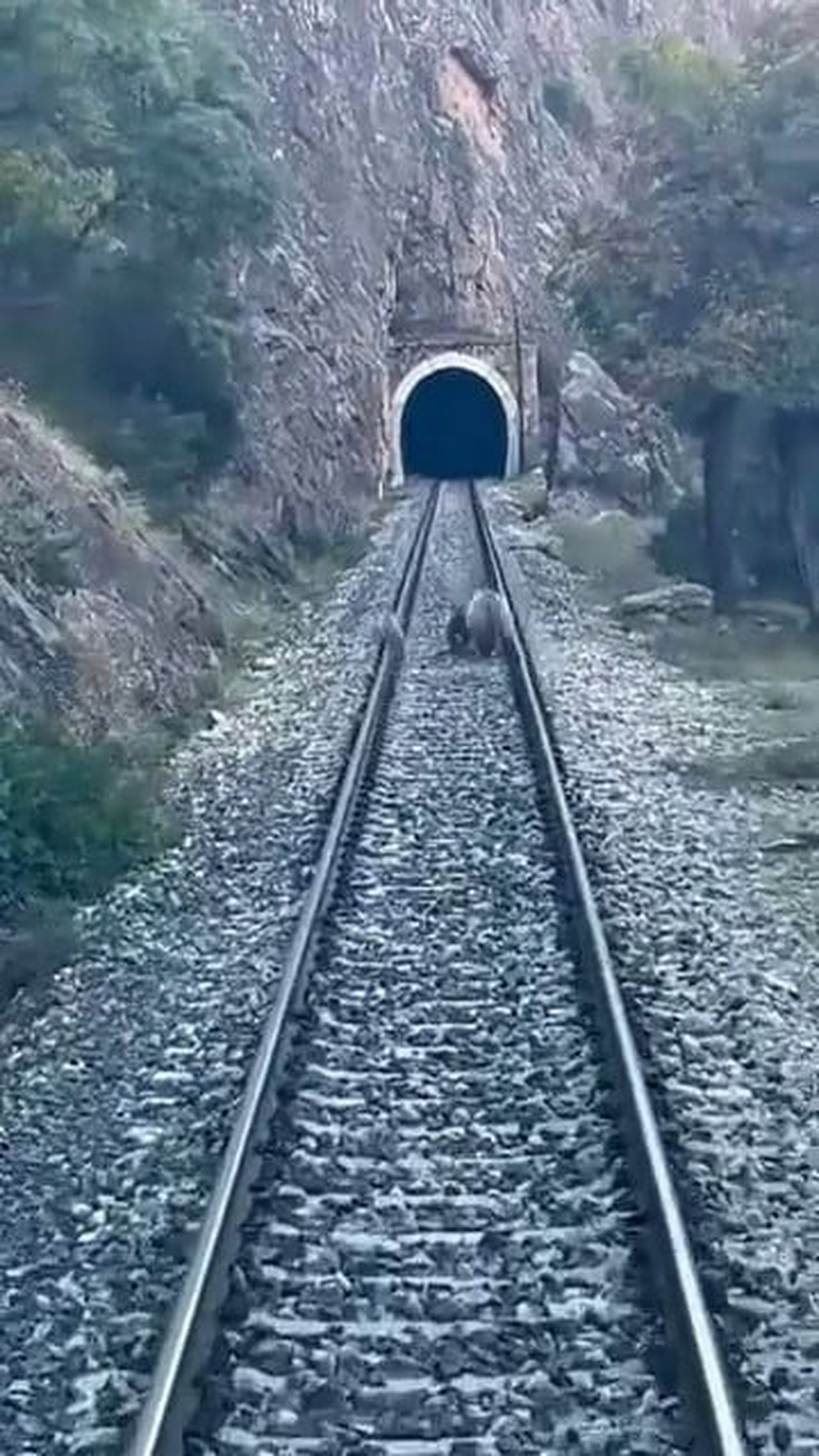 SİVAS’IN DİVRİĞİ İLÇESİNDE TREN RAYLARINDAN GÖRÜLEN AYI AİLESİ YOLCU TRENİNİN HAREKET ETMESİNİ...