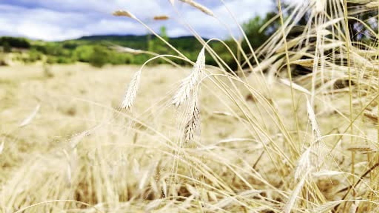 Buğdayın atası ‘siyez'de hasat dönemi başladı