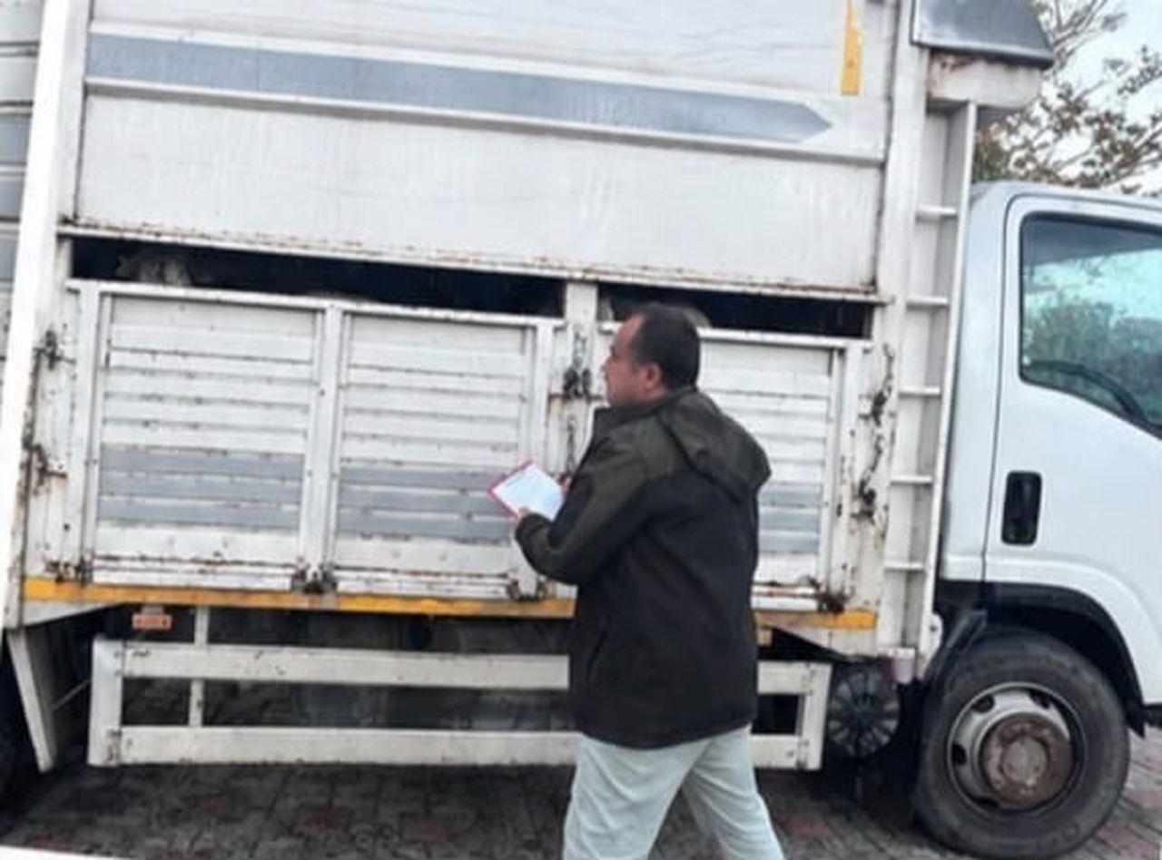 SAPANCA İLÇESİNDE JANDARMA EKİPLERİNCE DURDURULAN KAMYONETTE 11 KÜÇÜKBAŞ HAYVANIN VETERİNER SAĞLIK...