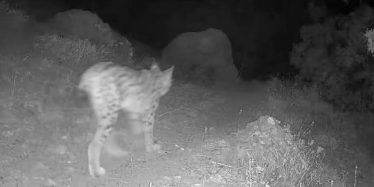 TUNCELİ'NİN ZENGİN TABİATI VE YABAN HAYATI, FOTOKAPAN GÖRÜNTÜLERİNE YANSIDI. PÜLÜMÜR İLÇESİNDE...