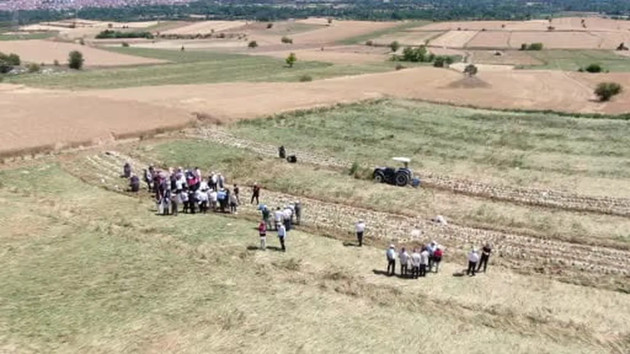 Dünyaca ünlü Taşköprü sarımsağının hasadı başladı