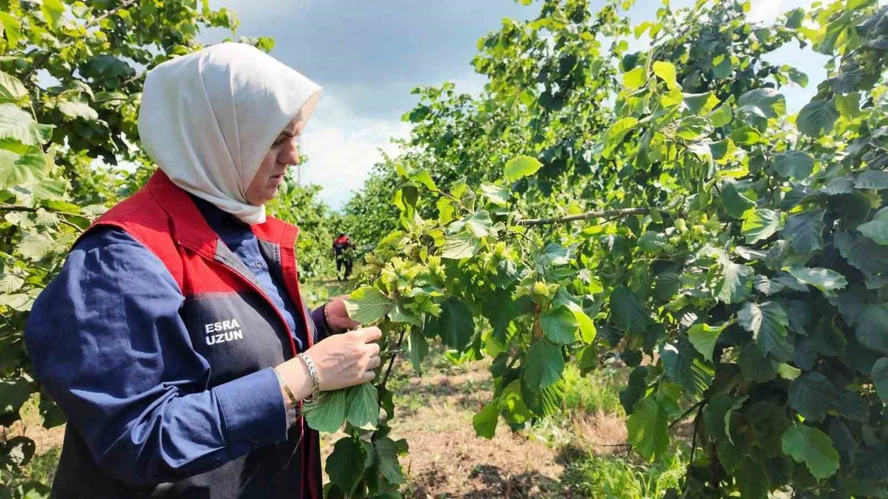 DÜZCE TARIM VE ORMAN İL MÜDÜRÜ ESRA UZUN, YENİ SEZON ÖNCESİNDE ŞUBE MÜDÜRLERİYLE BİRLİKTE FINDIK...