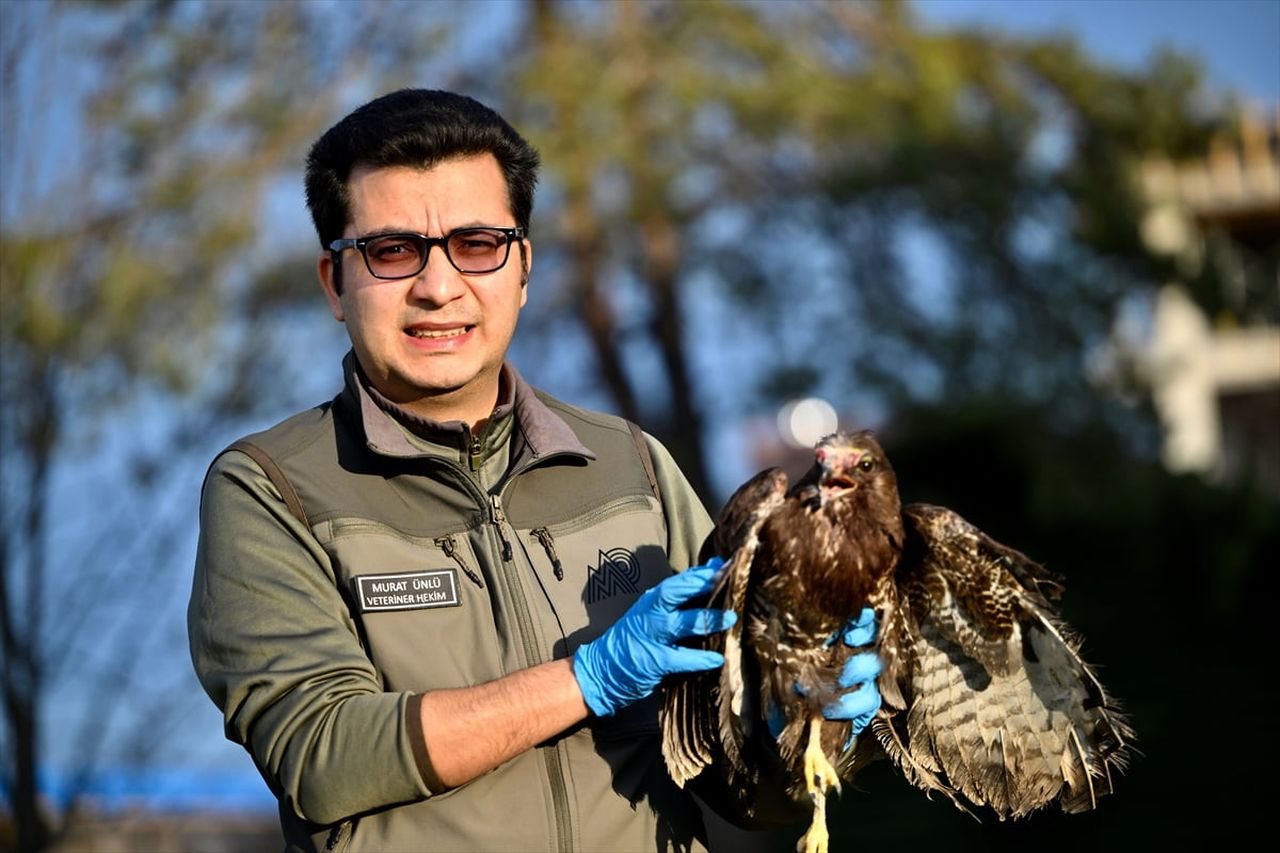 Düzce'de soğuk havadan etkilenerek bitkin düşen peçeli baykuş ile tırın çarpması sonucu yaralanan...