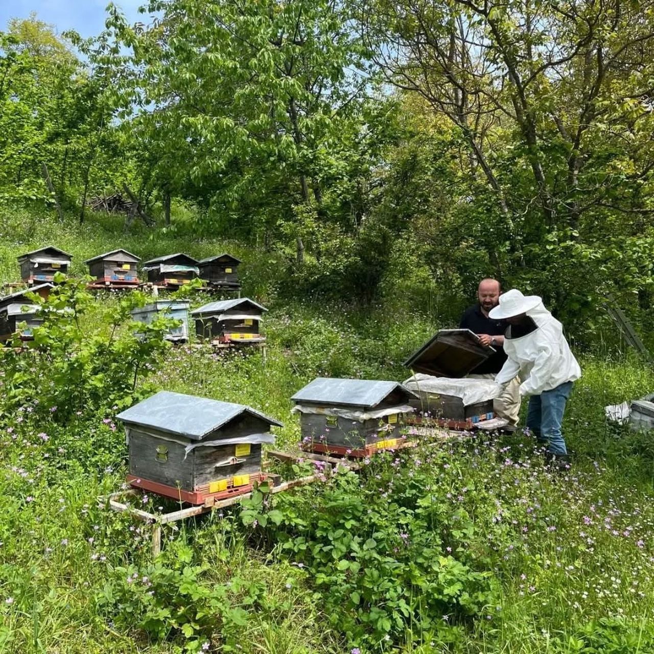 DÜZCE’NİN YIĞILCA İLÇESİNDE 58 BİN ADET ARILI KOVANDA YILLIK ORTALAMA 502 TON BAL VE 14,5 TON...