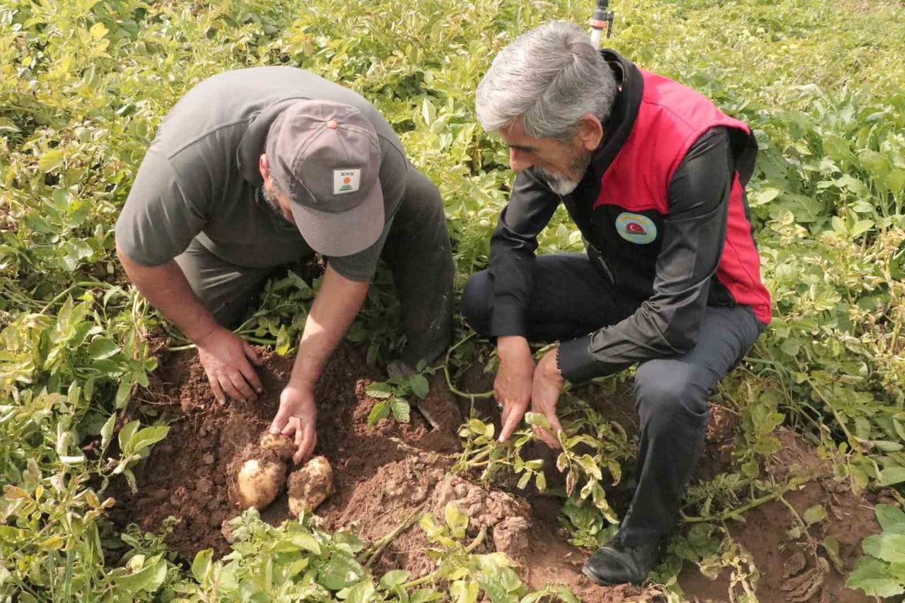 SİVAS'TA İLKBAHAR AYLARINDA TOPRAKLA BULUŞAN PATATESLER HASAT İÇİN GÜN SAYIYOR.