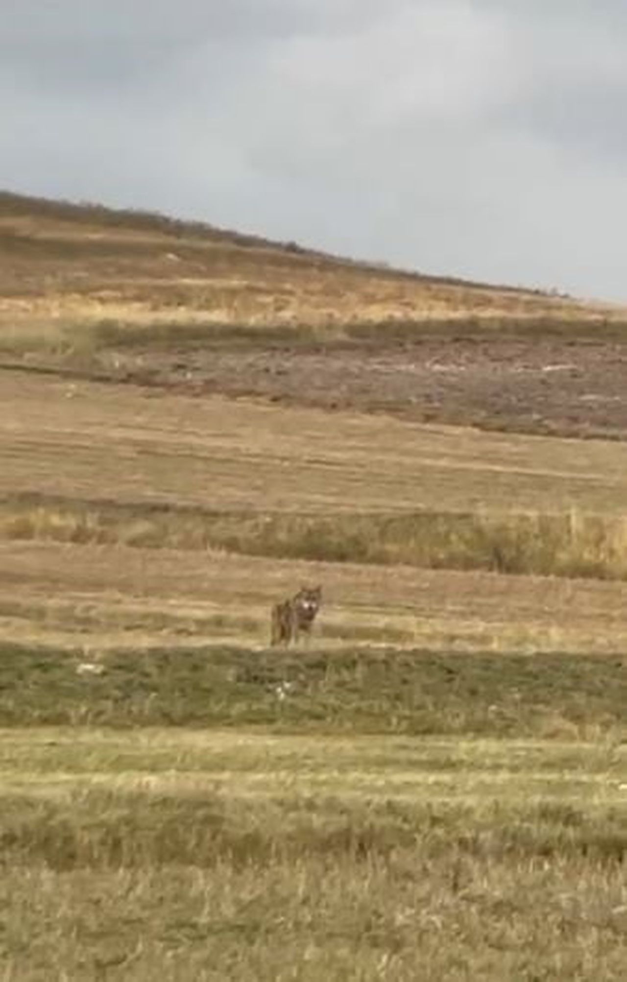ARDAHAN'DA YERLEŞİM YERİNE İLERLEYEN 3 KURT, YOLDAN GEÇEN ARAÇ SÜRÜCÜSÜ TARAFINDAN...