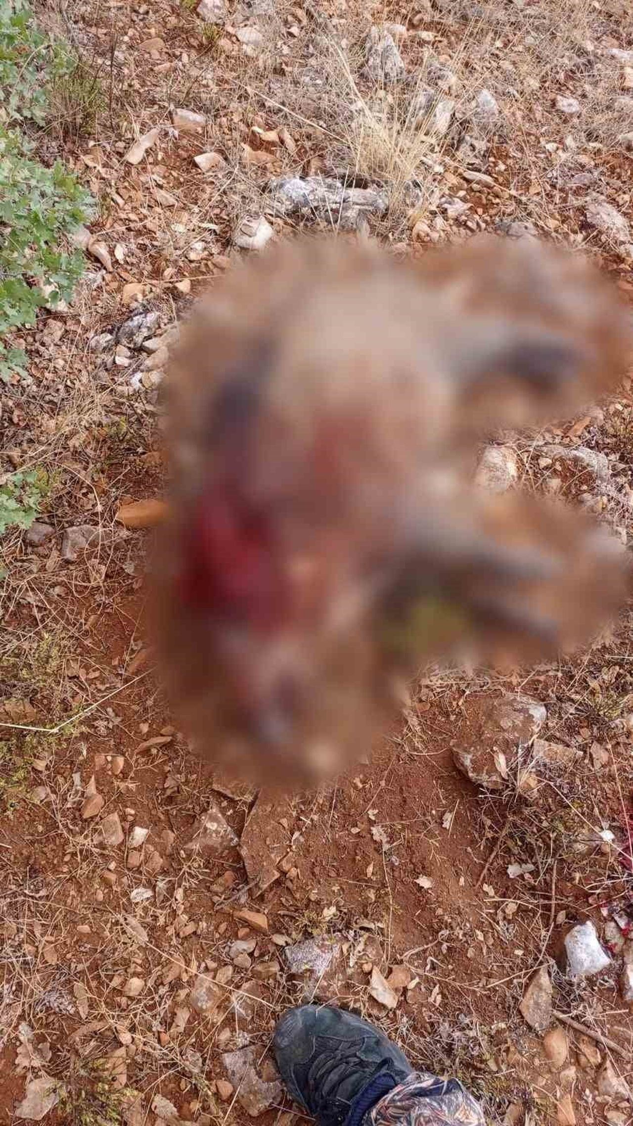 SKİŞEHİR’İN SİVRİHİSAR İLÇESİNDE SON DÖNEMDE ARTAN VE TARIM ARAZİLERİNE BÜYÜK ZARAR VEREN YABAN...