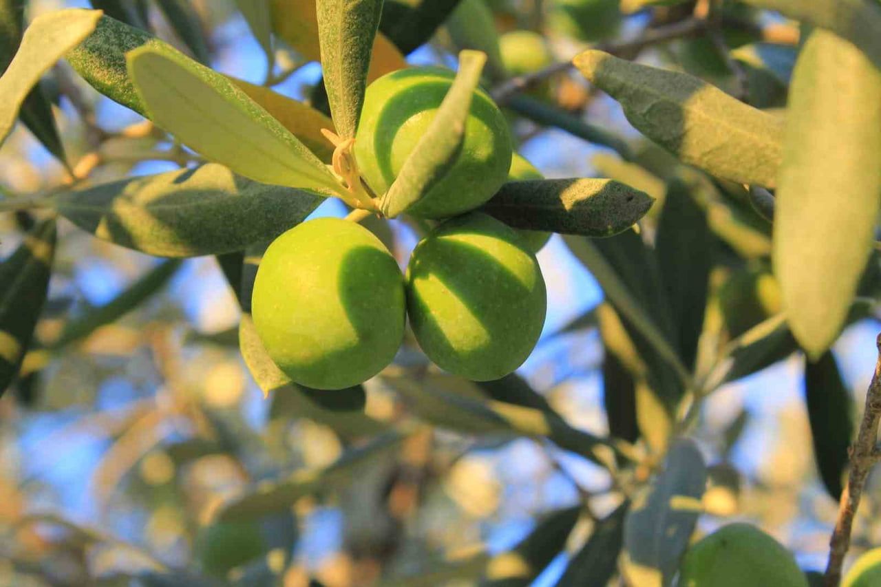 GEMLİK ZİRAAT ODASI, 2026 YILI HASAT DÖNEMİ İÇİN HAZIRLADIĞI ZEYTİN MALİYET ÇİZELGESİNİ KAMUOYUYLA...
