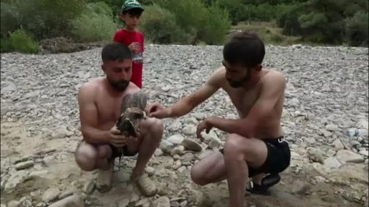 Ağaca çarpıp suya düşen kızıl şahin kurtarıldı
