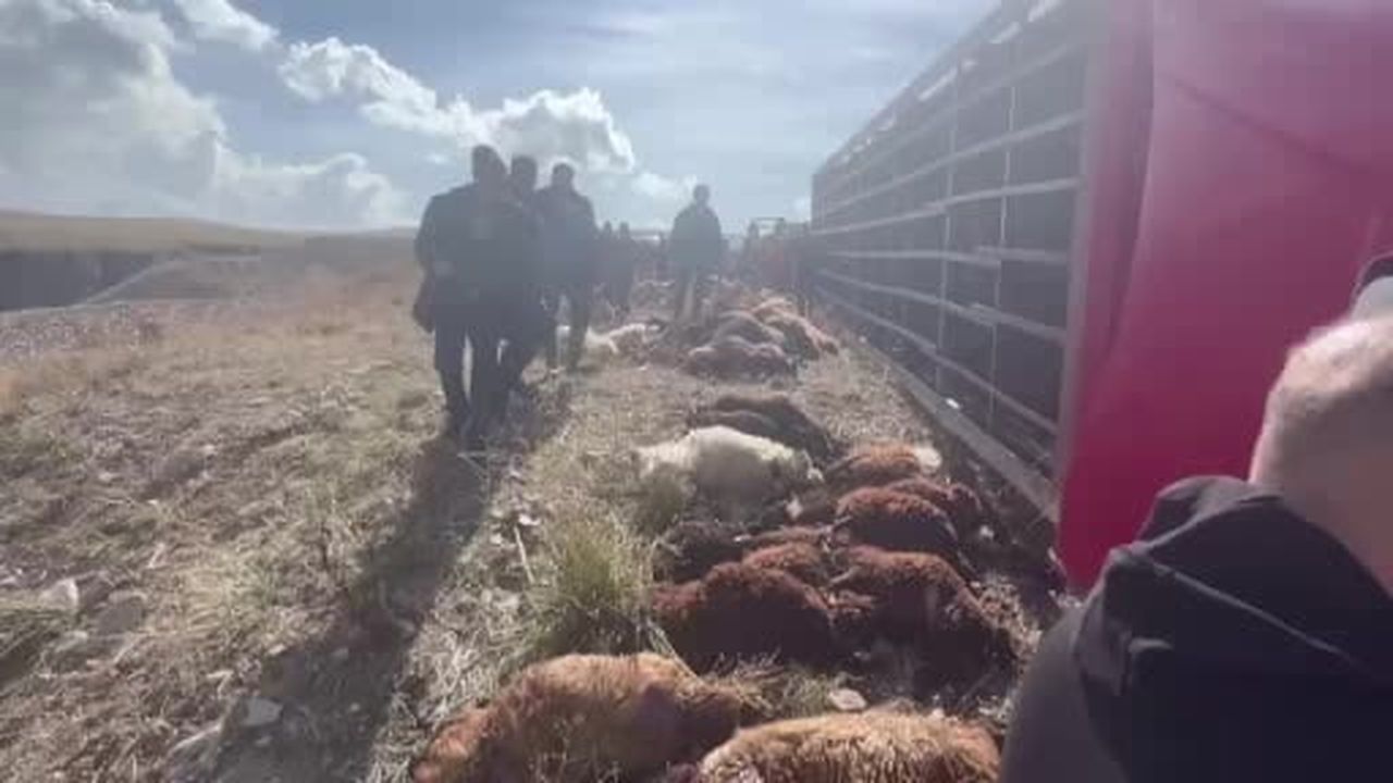Erzurum’da hayvan yüklü tır devrildi: 130 küçükbaş hayvan telef oldu