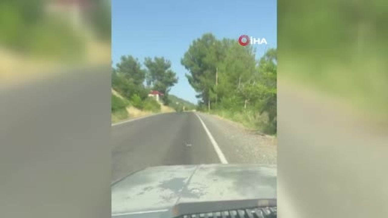 Kahramanmaraş'ta bukalemuna yol veren sürücü güldürdü