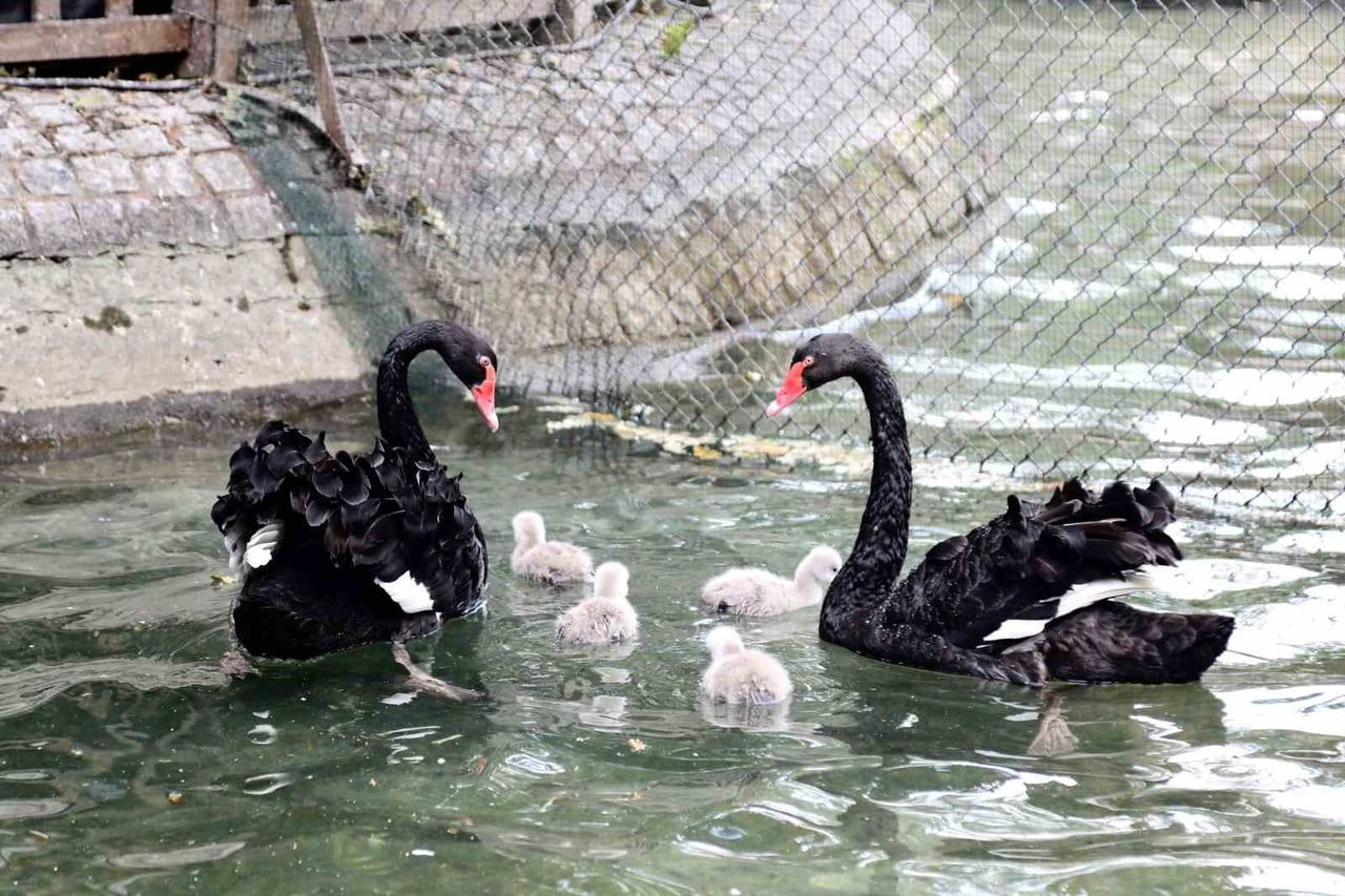 ANKARA'NIN SİMGELERİNDEN OLAN KUĞULU PARK'TA KUĞU AİLESİ BÜYÜMEYE DEVAM EDİYOR. PARKTA DÜNYAYA...
