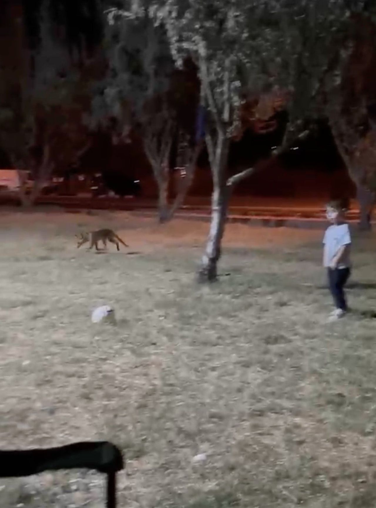 ÇANAKKALE’DE 3 YAŞINDAKİ DEMİR DEMİRCİ, PARKTA OYNADIĞI SIRADA GELEN BİR TİLKİYE TOPUNU KAPTIRDI. ...