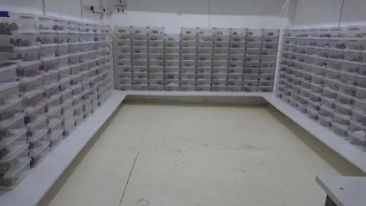 Bafra'da akrep yetiştiriciliği ve zehir sağım merkezi kuruldu