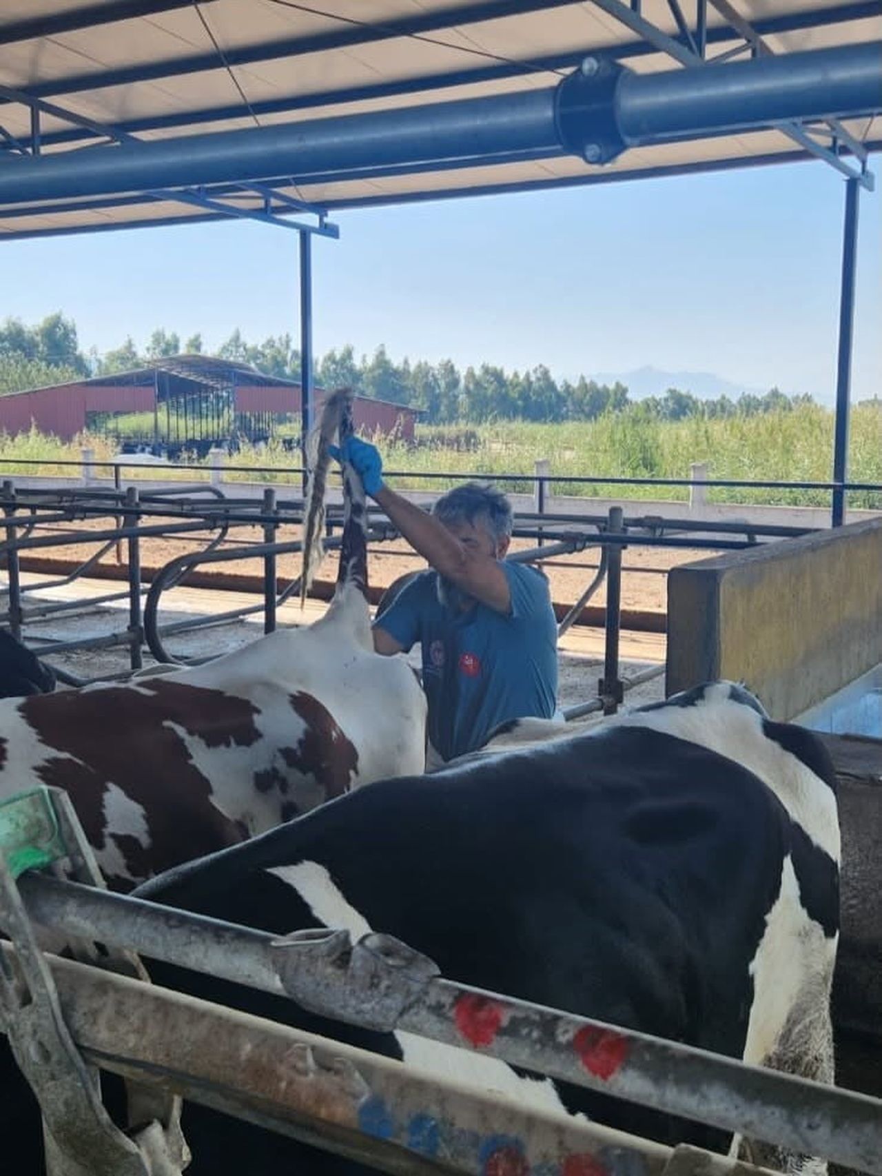 AYDIN'IN SÖKE İLÇESİNDE HASTALIKTAN ARİ İŞLETMELERDE RUTİN KAN ALIM VE TEST İŞLEMLERİ...