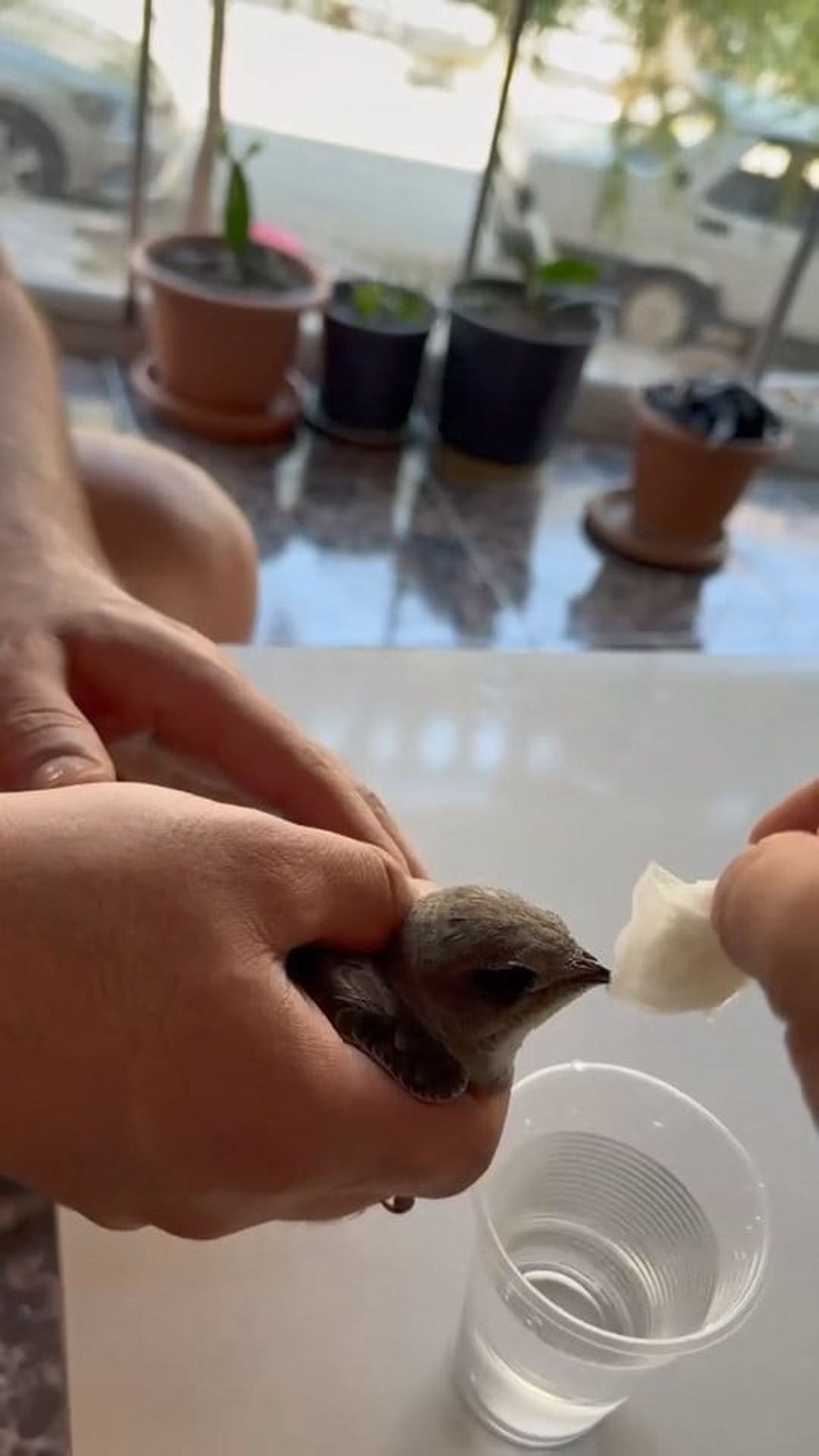 ELAZIĞ'DA SICAKTAN BİTKİN DÜŞEN EBABİL KUŞU, VATANDAŞIN VERDİĞİ SUYU İÇEREK KENDİNE...