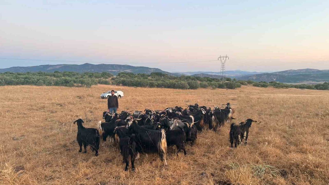 ELAZIĞ’DA KAYBOLAN 30 KÜÇÜKBAŞ HAYVAN, JANDARMA EKİPLERİNİN DRONE DESTEKLİ ARAMA ÇALIŞMASI SONUCU...